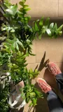 epiphyllum-chrysocardium-xl-rodzaj-rosliny-rosliny-zielone
