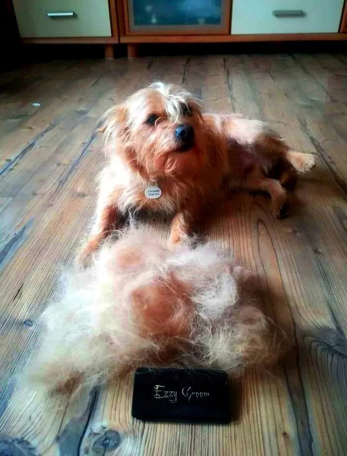 ezzy-groom-szczotka-dla-psa-siersc-miekka-twarda