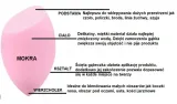 blending-sponge-gabeczka-do-makijazu-typ-blender-stan-nowy-marka-inna-marka