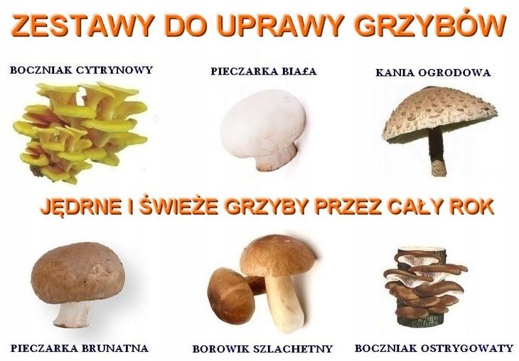 Grzybnia Kania Czubajka Grzyby Gotowe Pod O E Kg Uprawa W Ogrodzie Erli Pl