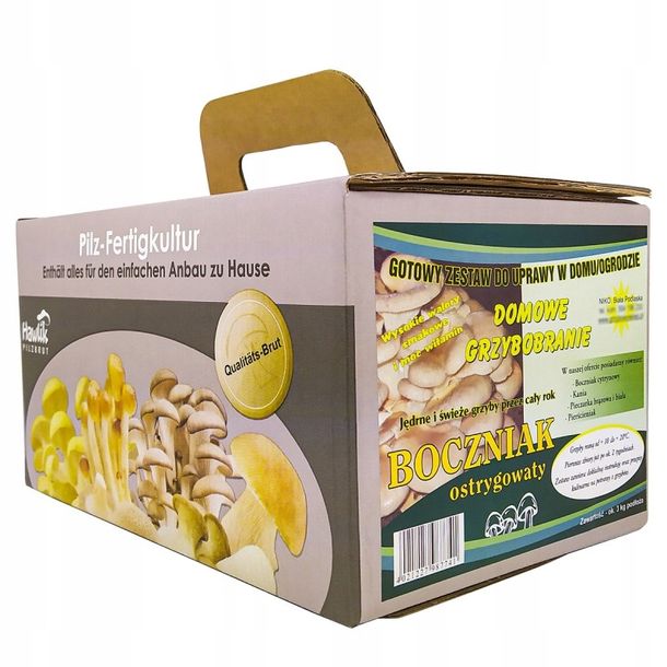 Boczniak uprawa w Domu BALOT grzybnia Boczniaka ERLI.pl