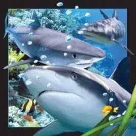 magnes-3d-rekin