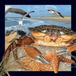 magnes-3d-krab-worth-keeping