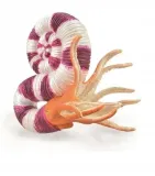 pravitoceras