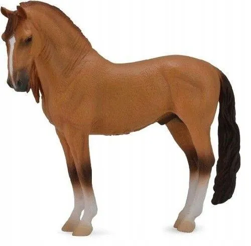 kon-campolina-stallion-red-dun
