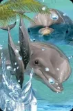 mini-kartka-3d-delfin