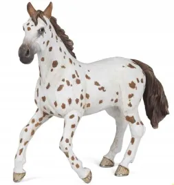klacz-appaloosa