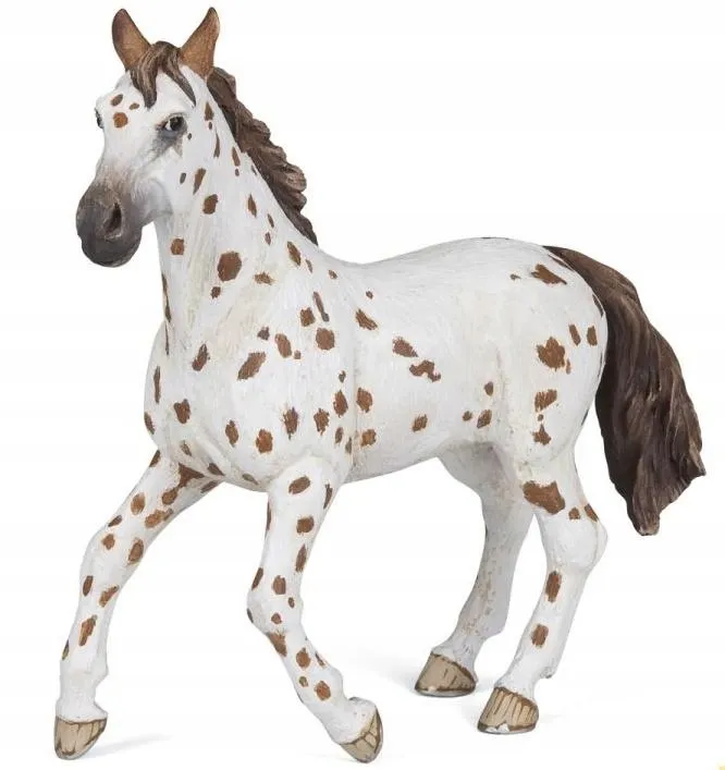 klacz-appaloosa