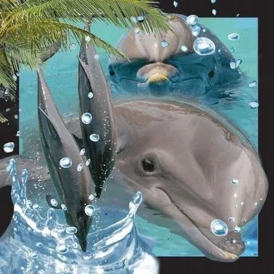 pocztowka-3d-delfin