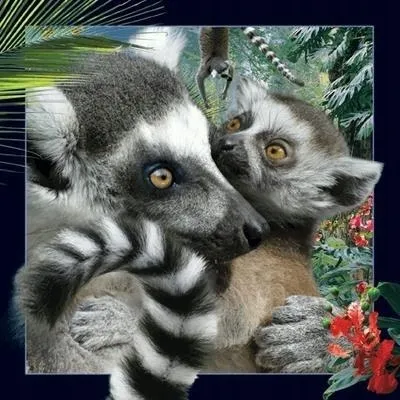 pocztowka-3d-lemur