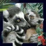 pocztowka-3d-lemur