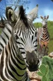 mini-kartka-3d-zebra