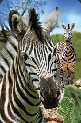 mini-kartka-3d-zebra