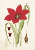 karnet-st204-b6-koperta-tulipan