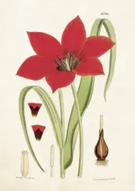 karnet-st204-b6-koperta-tulipan
