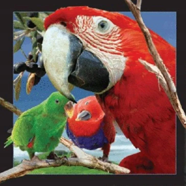 magnes-3d-papuga
