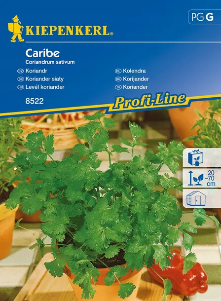 kolendra-caribe-8522