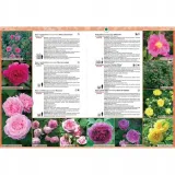 katalog-roz-stan-nowy
