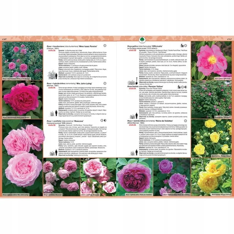 katalog-roz-stan-nowy