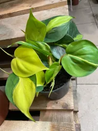 filodendron-philodendron-brasil