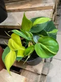 filodendron-philodendron-brasil-rodzaj-rosliny-rosliny-zielone