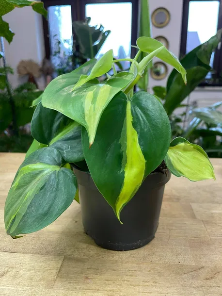 filodendron-philodendron-brasil-rodzaj-rosliny-rosliny-zielone