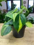 filodendron-philodendron-brasil-rodzaj-rosliny-rosliny-zielone