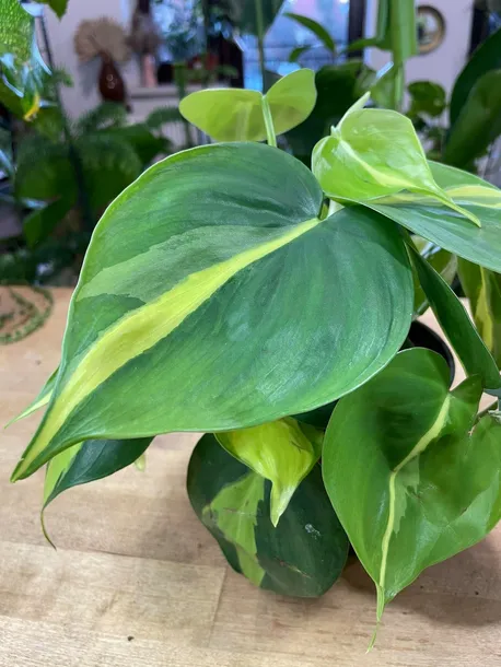 filodendron-philodendron-brasil-rodzaj-rosliny-rosliny-zielone