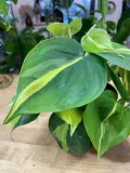 filodendron-philodendron-brasil-rodzaj-rosliny-rosliny-zielone