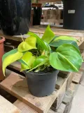 filodendron-philodendron-brasil-rodzaj-rosliny-rosliny-zielone