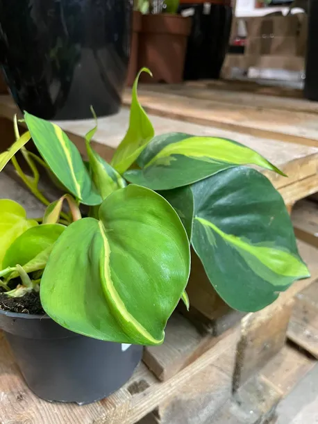 filodendron-philodendron-brasil-rodzaj-rosliny-rosliny-zielone