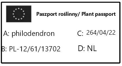 filodendron-philodendron-brasil-rodzaj-rosliny-rosliny-zielone