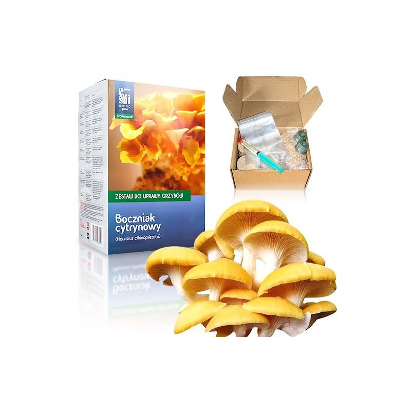 Własna uprawa Boczniaka cytrynowego ŻYWA GRZYBNIA Zestaw do uprawy grzybów ERLI.pl