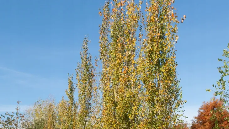 c2-topola-osika-populus-80-120-cm