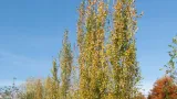 c2-topola-osika-populus-80-120-cm