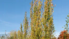 c2-topola-osika-populus-80-120-cm