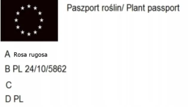 c2-topola-osika-populus-80-120-cm-rodzaj-rosliny-inny
