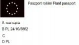 c2-topola-osika-populus-80-120-cm-rodzaj-rosliny-inny