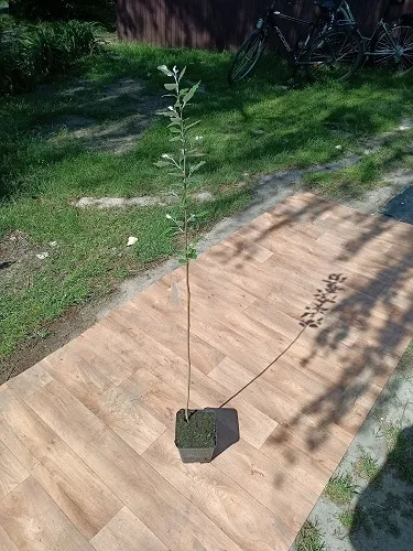 c2-topola-osika-populus-80-120-cm