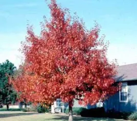 c2-dab-czerwony-quercus-rubra