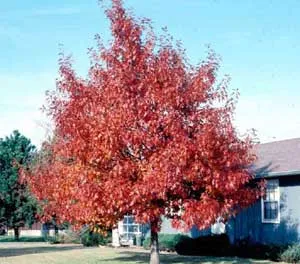 c2-dab-czerwony-quercus-rubra-rodzaj-rosliny-inny