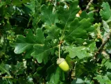 c2-dab-czerwony-quercus-rubra-rodzaj-rosliny-inny