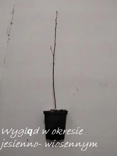 p9-brzoza-papierowa-roslina-w-postaci-sadzonka-w-pojemniku-05-1l