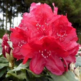 p9-rozanecznik-rhododendron-hachmann-s-feuerschein