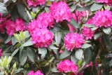 p9-rozanecznik-rhododendron-caractacus
