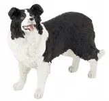 border-collie