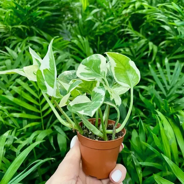 epipremnum-aureum-n-joy-odmiana-n-joy
