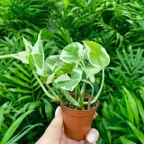 epipremnum-aureum-n-joy-odmiana-n-joy