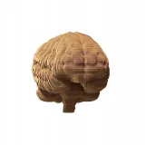 puzzle-3d-kartonowe-mozg