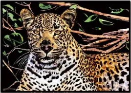 magiczna-zdrapka-leopard-405x285cm